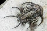 Ceratarges, Morocops & Gerastos Trilobite Plate #108697-16